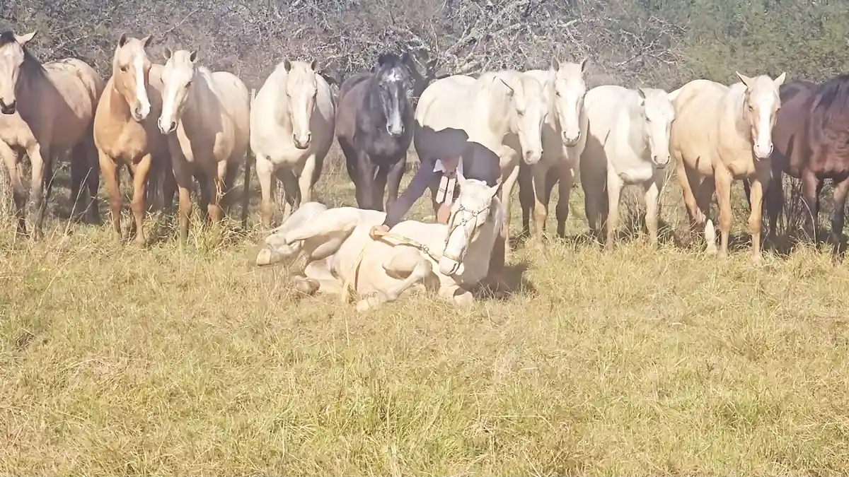 Paisano Ariel demostrando la mansedumbre de su caballo acostado en el suelo boca arriba frente a toda su tropilla entablada en Entre Ríos.