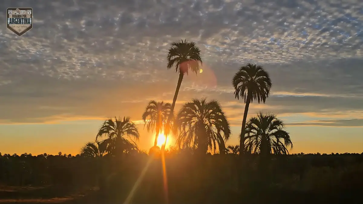 Puesta de sol dorada detrás de las palmeras Yatay en el Parque Nacional El Palmar.