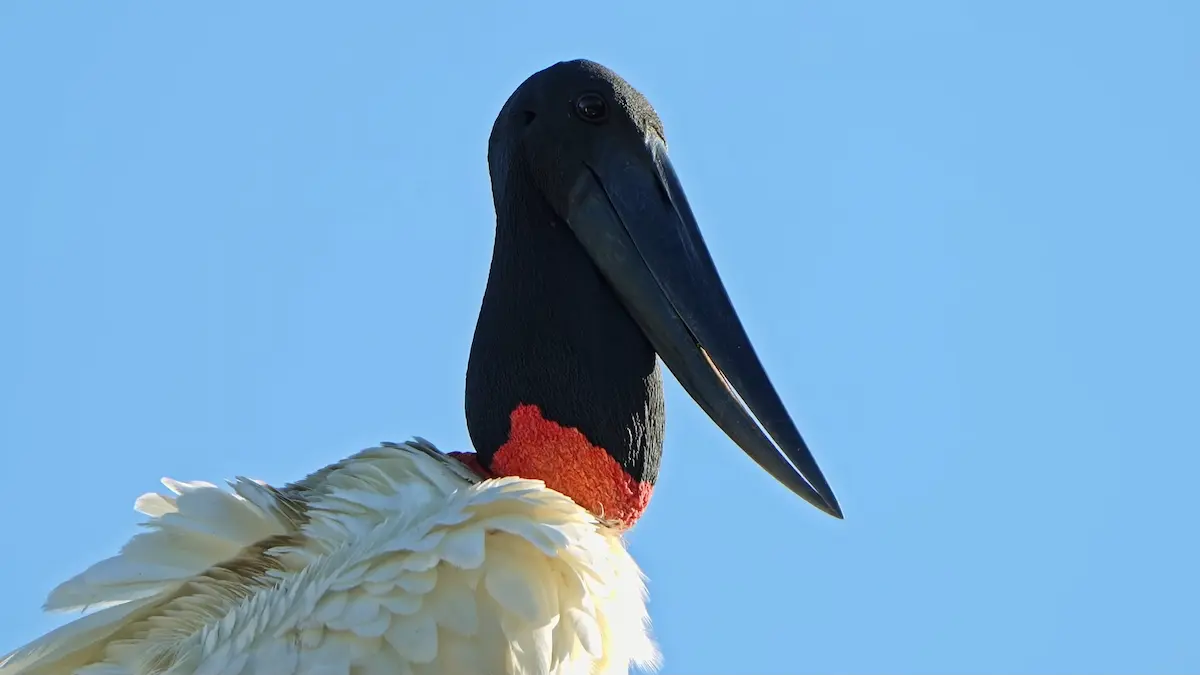 Primer plano de un ave Jabirú con su característico cuello rojo y negro sobre un fondo de cielo azul claro en los Esteros del Iberá.