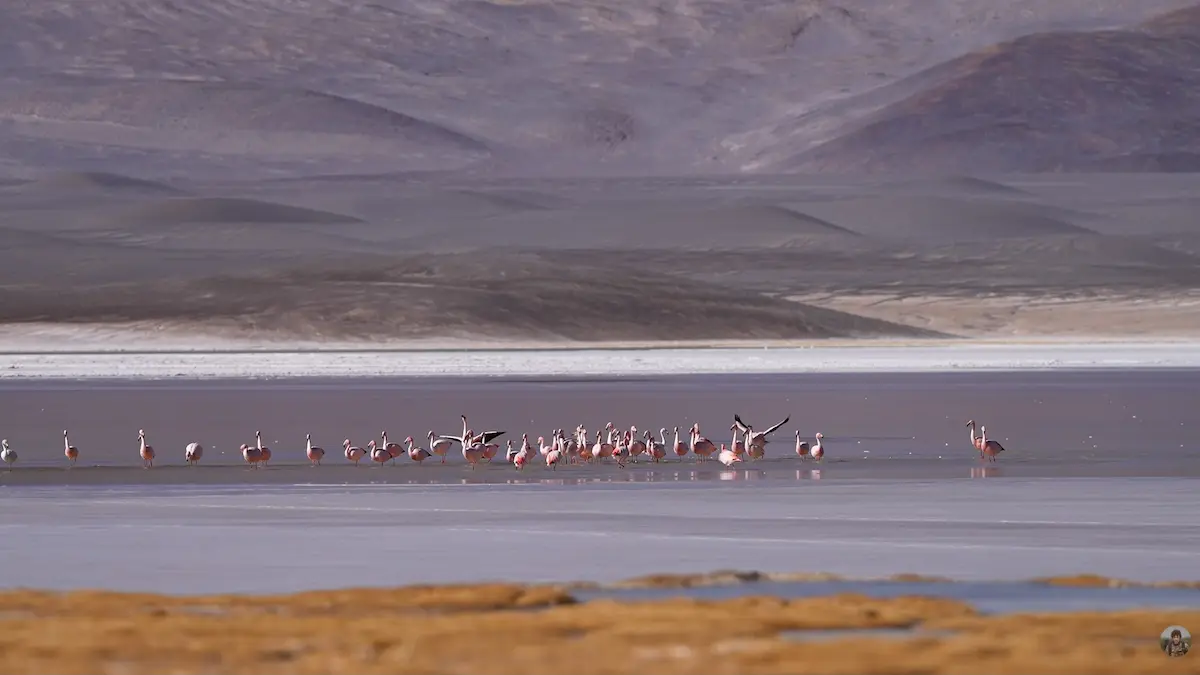Una gran bandada de flamencos rosados en una laguna de sal de la Puna, con un imponente paisaje de montañas desérticas y áridas de fondo en Catamarca.