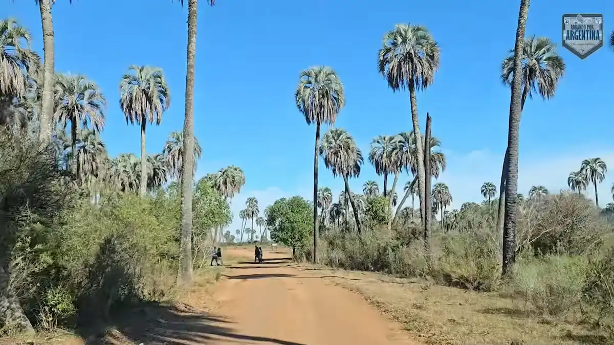 Sendero de ripio rodeado de imponentes palmeras Yatay bajo el cielo despejado en el Parque Nacional El Palmar.