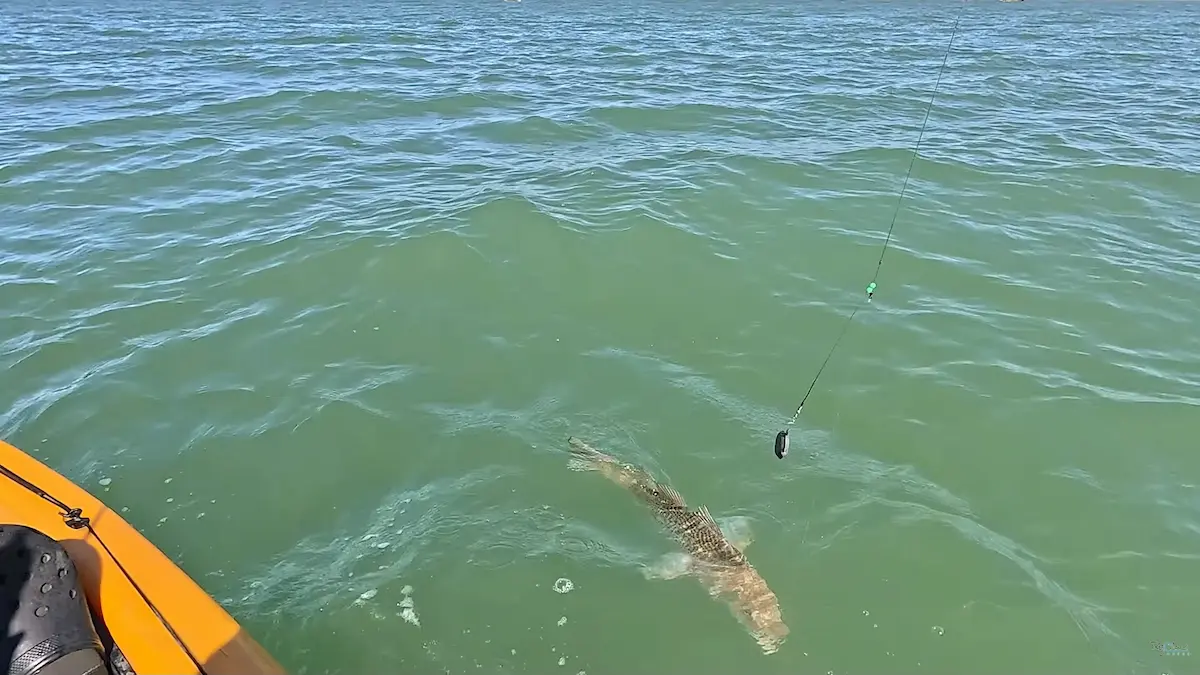 Detalle de la corvina rubia capturada por Rodrigo Cobas durante la pesca en kayak en Santa Teresita