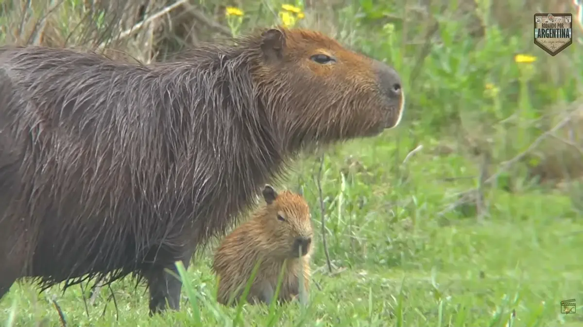 Una carpincho adulta y su pequeña cría descansando sobre el pasto verde en el Parque Nacional El Palmar, Entre Ríos. El pelaje de la madre está mojado y el fondo está desenfocado, con pequeñas flores amarillas visibles.