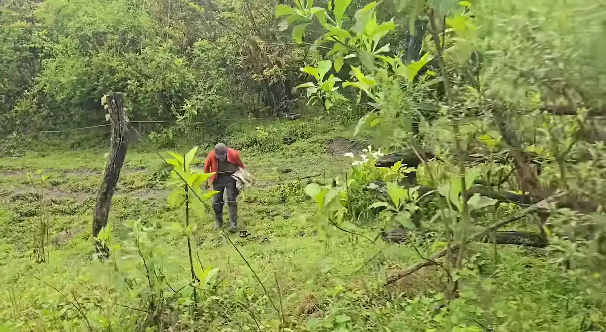 Don Pedro caminando entre la vegetación y los senderos verdes en el monte de Tucumán