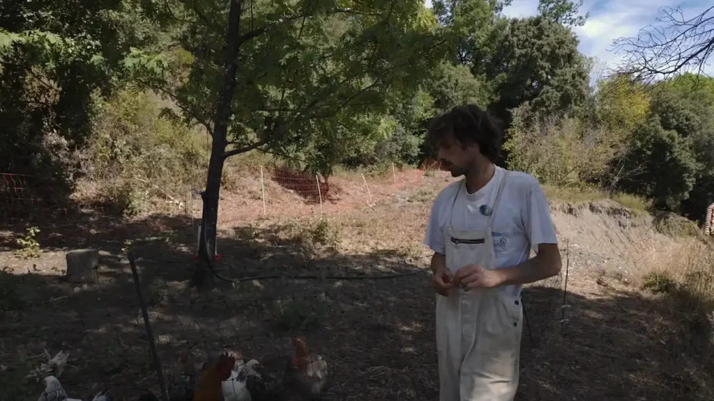 Gallinas y gallo pastoreando en el cercado protegido de la masía Can Dansa.