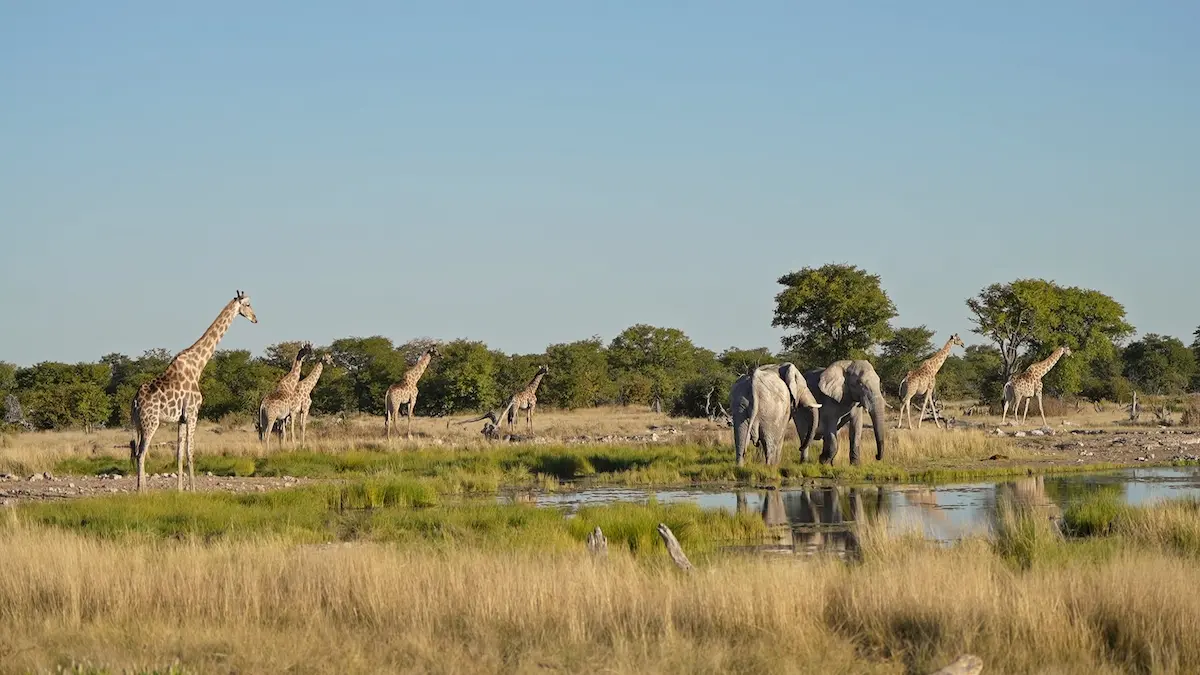 Jirafas y elefantes junto a un abrevadero en la savana del Parque Nacional Etosha, Namibia