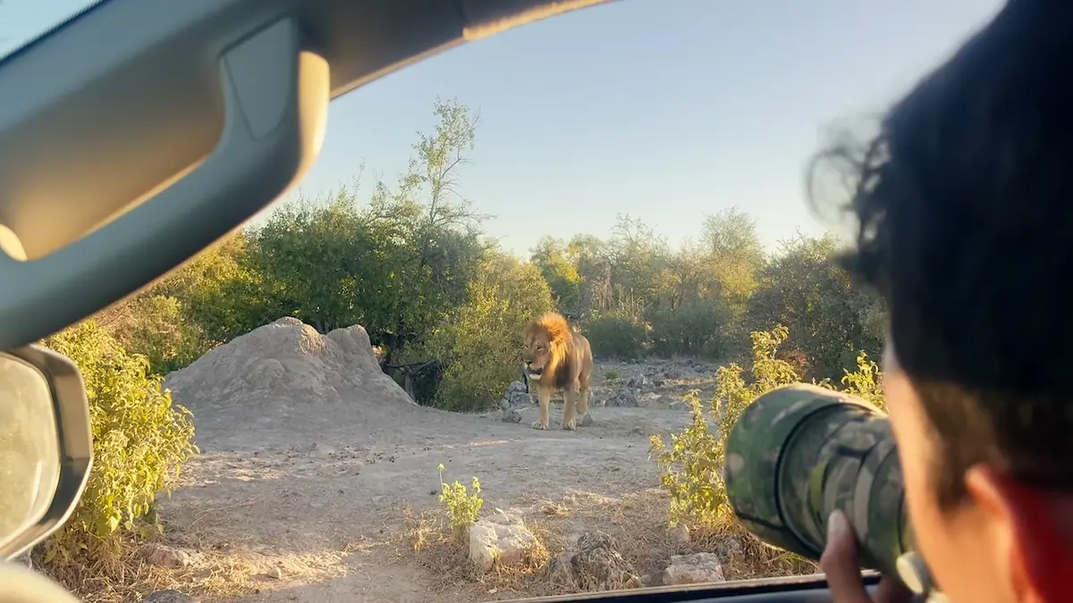 Lean Gon fotografiando león en Namibia desde camioneta