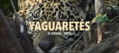 Primer plano de un yaguareté camuflado entre la vegetación durante un safari fotográfico en Pantanal, Brasil.