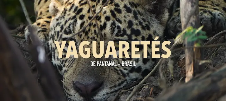 Primer plano de un yaguareté camuflado entre la vegetación durante un safari fotográfico en Pantanal, Brasil.
