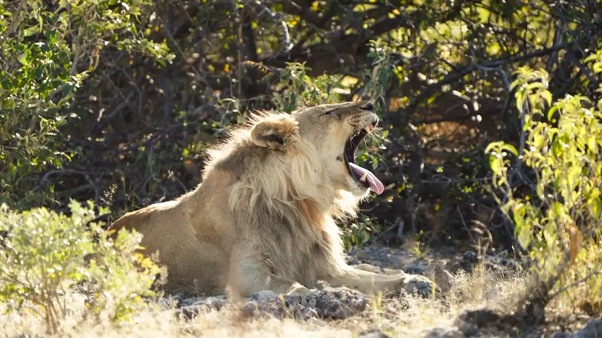Un león macho adulto en primer plano en la savana del Parque Nacional Etosha, Namibia.