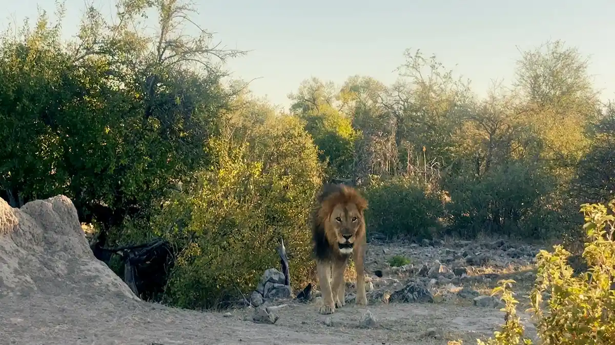 Primer plano de un león macho adulto en la savana del Parque Nacional Etosha, Namibia.