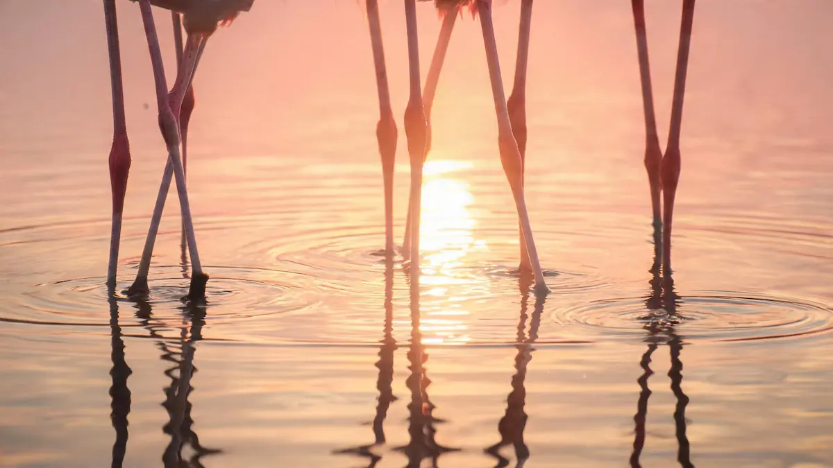 Primer plano detallado de las largas patas de los flamencos rosados en el agua cristalina de una laguna patagónica, generando ondas mientras se alimentan al atardecer.