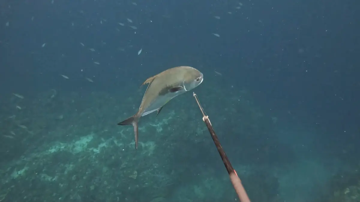 Un buzo en primer plano apunta con un arpón a un pez Permit que nada en aguas profundas y turbias sobre un fondo marino rocoso.