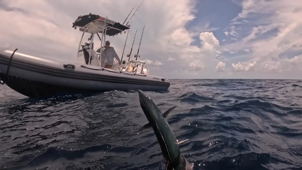 Pescador submarino saliendo a la superficie con una sierra capturada junto a la embarcación semirrígida de apoyo en altamar.