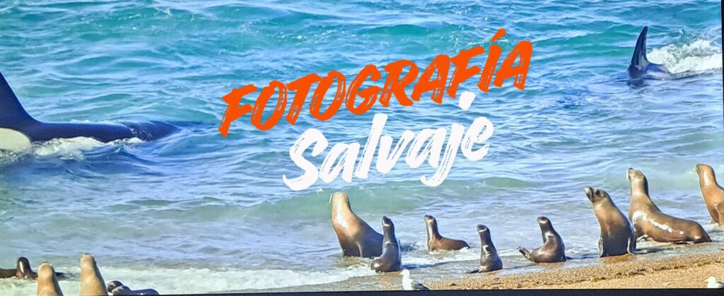 Orca varando en la playa de Península Valdés durante un ataque de caza en 2026