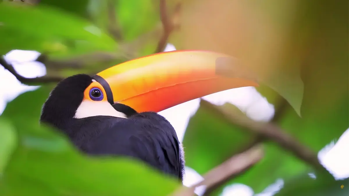 Un tucán grande posado sobre una rama en la exuberante selva misionera del Parque Nacional Iguazú.