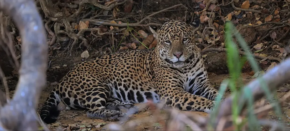 Yaguareté adulto recostado a la sombra de los árboles a orillas del río en Pantanal, Brasil.