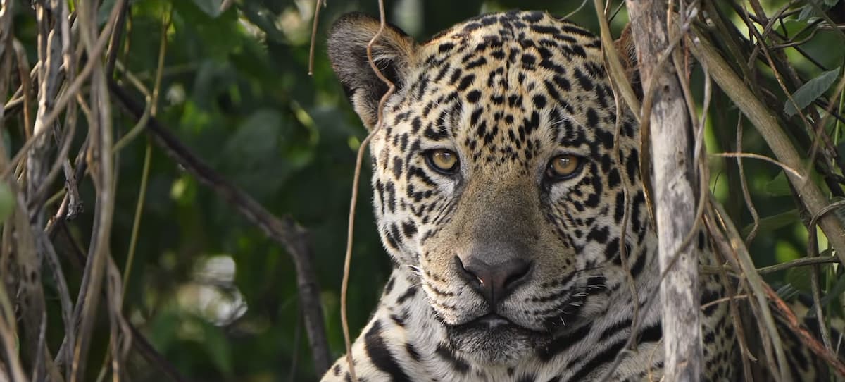 Yaguareté mirando fijo oculto entre las ramas y hojas a orillas del río en Pantanal.